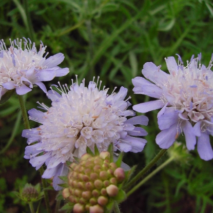 Picture of Herb Scabious Field (Knautia Arvensis)